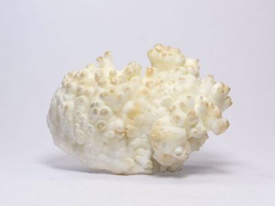 Aragonit - ⚒ Starovšechsvätých, Hodruša-Hámre, Slovensko Aragonit - ⚒ Starovšechsvätých, Hodruša-Hámre, Slovensko